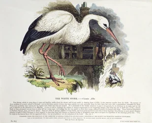 Cegonha-branca (Ciconia Alba)